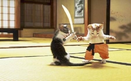 Attention ! Les chats sont d'attaque !!!